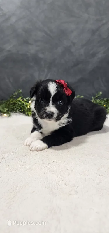 Ellie – Miniature Australian Shepherd puppy for sale in Coldwater, MI