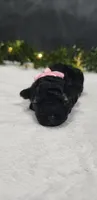 Faith, a female Poodle - Miniature  for sale in Coldwater, MI – 2 of 3