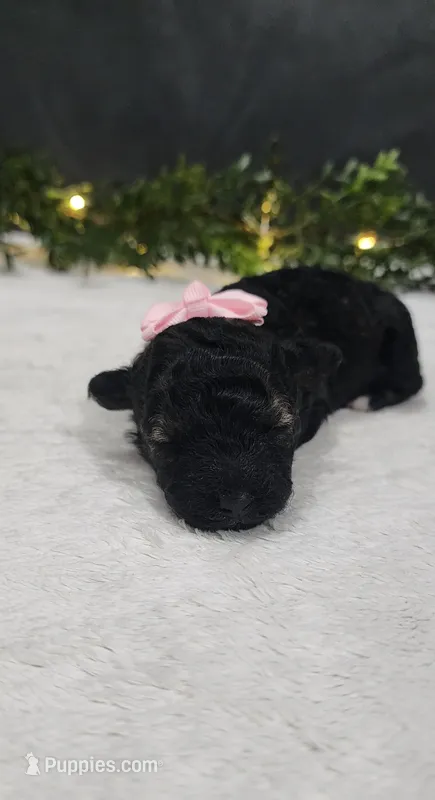 Faith – Poodle - Miniature  puppy for sale in Coldwater, MI