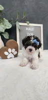 Milo, a male Poodle - Miniature  for sale in Coldwater, MI – 10 of 10
