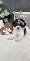 Milo, a male Poodle - Miniature  for sale in Coldwater, MI – 2 of 10