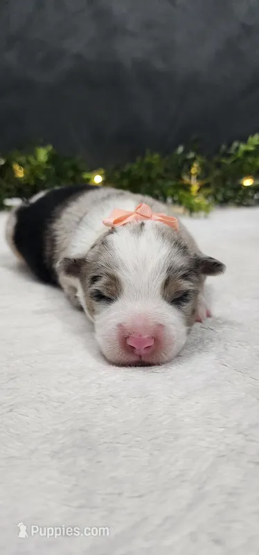 Luna – Miniature Australian Shepherd puppy for sale in Coldwater, MI