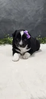 Layla, a female Miniature Australian Shepherd for sale in Coldwater, MI – 1 of 4
