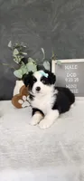Oliver, a male Miniature Australian Shepherd for sale in Coldwater, MI – 5 of 5