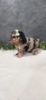 Archie, a male Poodle - Miniature  for sale in Coldwater, MI – 4 of 6