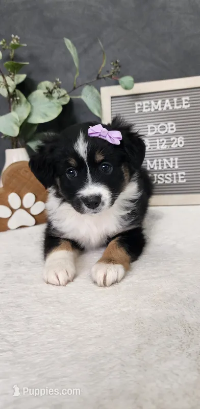 Daisy – Miniature Australian Shepherd puppy for sale in Coldwater, MI