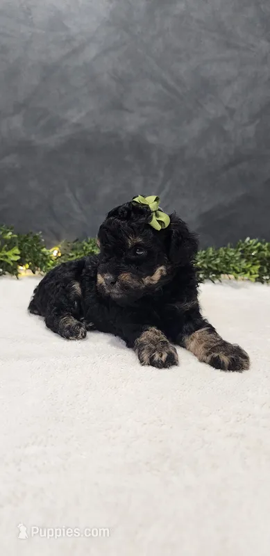 Charlie – Poodle - Miniature  puppy for sale in Coldwater, MI