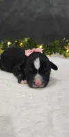 Grace, a female Miniature Australian Shepherd for sale in Coldwater, MI – 2 of 3