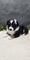 Daisy, a female Miniature Australian Shepherd for sale in Coldwater, MI – 3 of 7