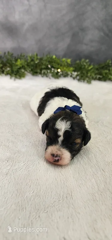Milo – Poodle - Miniature  puppy for sale in Coldwater, MI