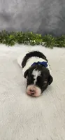 Milo, a male Poodle - Miniature  for sale in Coldwater, MI – 1 of 7