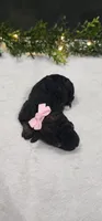Faith, a female Poodle - Miniature  for sale in Coldwater, MI – 3 of 3