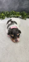 Grace, a female Poodle - Miniature  for sale in Coldwater, MI – 4 of 7