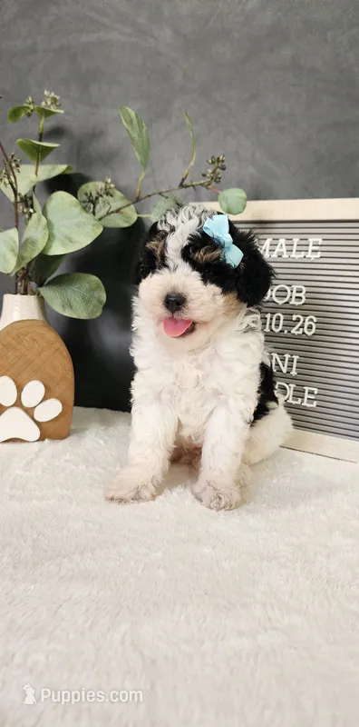 Benjie – Poodle - Miniature  puppy for sale in Coldwater, MI