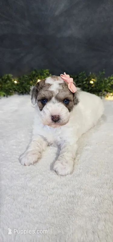 Princess  – Poodle - Miniature  puppy for sale in Coldwater, MI