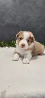 Grace, a female Miniature Australian Shepherd for sale in Coldwater, MI – 2 of 5