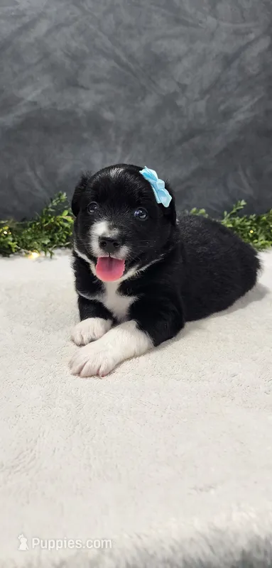 Oliver – Miniature Australian Shepherd puppy for sale in Coldwater, MI