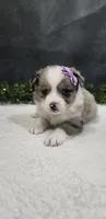 Luna, a female Miniature Australian Shepherd for sale in Coldwater, MI – 2 of 10