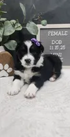 Angel, a female Miniature Australian Shepherd for sale in Coldwater, MI – Photo 2 of 5