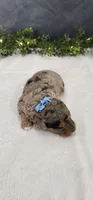 Max, a male Poodle - Miniature  for sale in Coldwater, MI – 4 of 6
