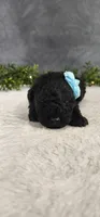 Jack, a male Poodle - Miniature  for sale in Coldwater, MI – Photo 4 of 4