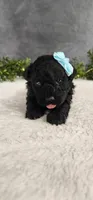 Jack, a male Poodle - Miniature  for sale in Coldwater, MI – Photo 3 of 4