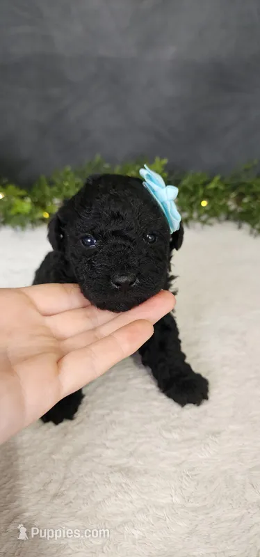 Jack – Poodle - Miniature  puppy on hold in Coldwater, MI