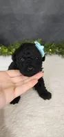 Jack, a male Poodle - Miniature  for sale in Coldwater, MI – Photo 1 of 4
