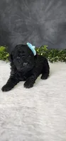 Jack, a male Poodle - Miniature  for sale in Coldwater, MI – Photo 2 of 4