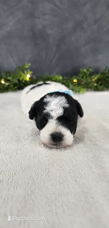 Milo – Poodle - Miniature  puppy for sale in Coldwater, MI