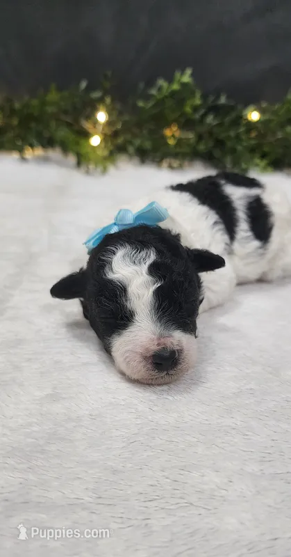 Milo – Poodle - Miniature  puppy for sale in Coldwater, MI