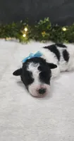 Milo, a male Poodle - Miniature  for sale in Coldwater, MI – 1 of 4