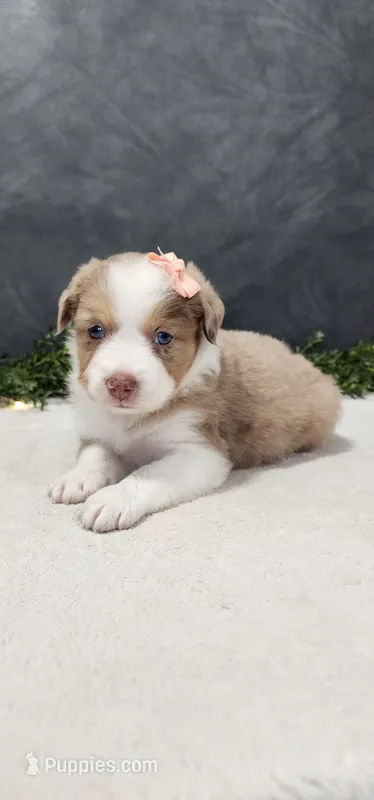 Grace – Miniature Australian Shepherd puppy for sale in Coldwater, MI