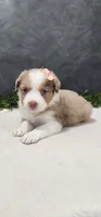 Grace, a female Miniature Australian Shepherd for sale in Coldwater, MI – 1 of 5