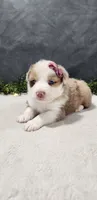 Faith, a female Miniature Australian Shepherd for sale in Coldwater, MI – 4 of 5