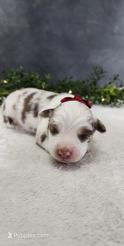 Grace  – Miniature Australian Shepherd puppy for sale in Coldwater, MI