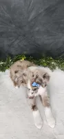 Charlie, a male Miniature Australian Shepherd for sale in Coldwater, MI – 5 of 6