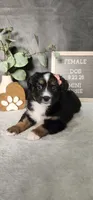 Grace, a female Miniature Australian Shepherd for sale in Coldwater, MI – 5 of 10