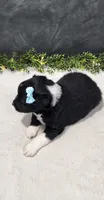 Oliver, a male Miniature Australian Shepherd for sale in Coldwater, MI – 6 of 6
