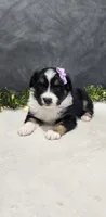 Daisy, a female Miniature Australian Shepherd for sale in Coldwater, MI – 2 of 7