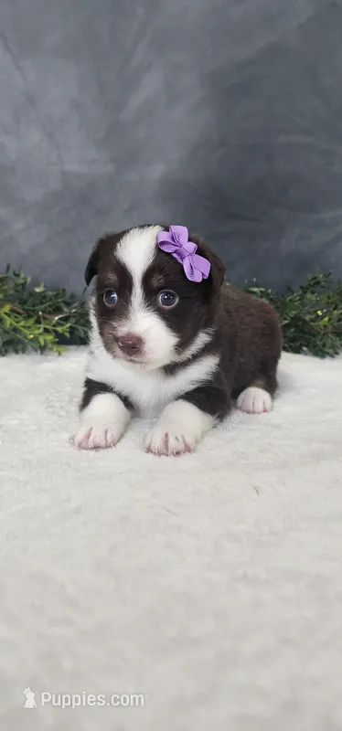 Layla – Miniature Australian Shepherd puppy for sale in Coldwater, MI