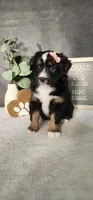 Grace, a female Miniature Australian Shepherd for sale in Coldwater, MI – 10 of 10