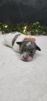 Angel, a female Poodle - Miniature  for sale in Coldwater, MI – 2 of 3