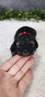 Faith, a female Poodle - Miniature  for sale in Coldwater, MI – 3 of 4