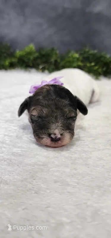 Sadie – Poodle - Miniature  puppy for sale in Coldwater, MI