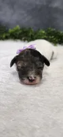 Sadie, a female Poodle - Miniature  for sale in Coldwater, MI – 1 of 4