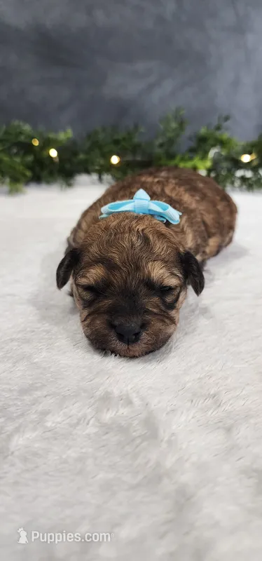 Oliver  – Poodle - Miniature  puppy for sale in Coldwater, MI