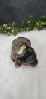 Oliver , a male Poodle - Miniature  for sale in Coldwater, MI – 8 of 8