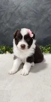 Avery, a female Miniature Australian Shepherd for sale in Coldwater, MI – 4 of 7