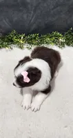 Avery, a female Miniature Australian Shepherd for sale in Coldwater, MI – 6 of 7
